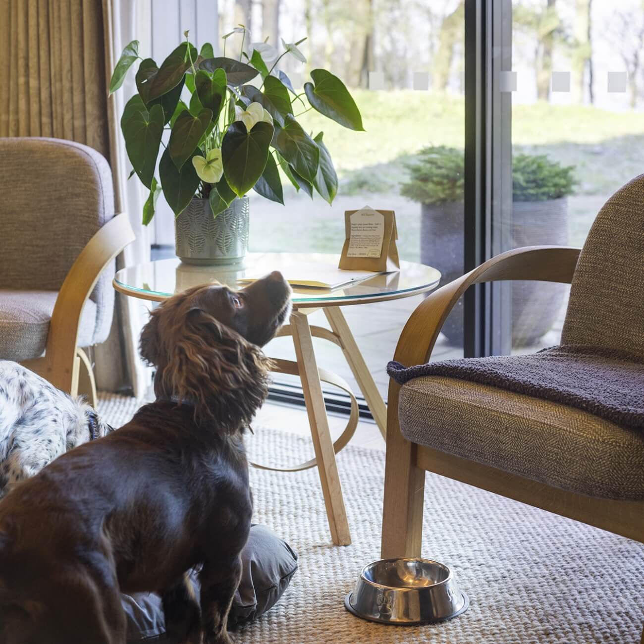 Leeu Collection UK YOUR DOG'S HOME AWAY FROM HOME Image 5